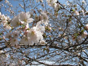 デイの桜