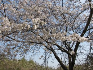 満開の桜