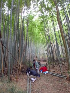 高松市内にある竹林