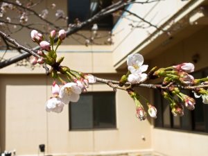 香色苑の中庭にある桜の木