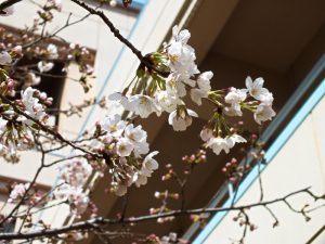 香色苑の中庭にある桜の木