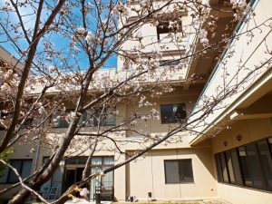 香色苑の中庭にある桜の木