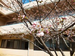 香色苑の中庭にある桜の木