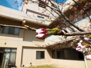 香色苑の中庭にある桜の木