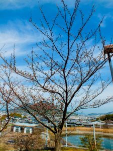 香色苑にある桜の木