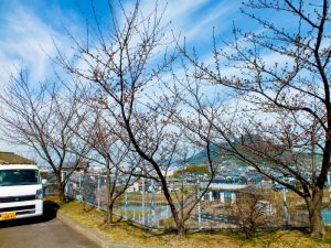 香色苑にある桜の木