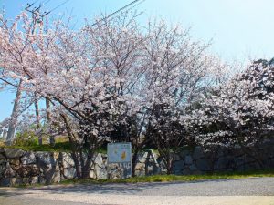 施設入口にある桜の木