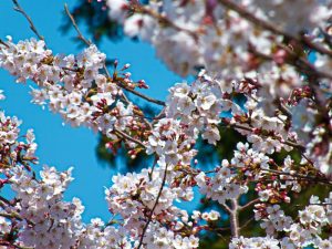 施設入口にある桜の木