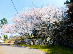 施設入口にある桜の木