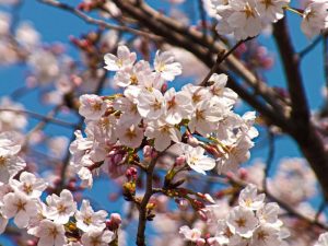 施設入口にある桜の木