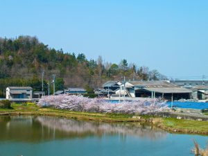 引妻池の桜