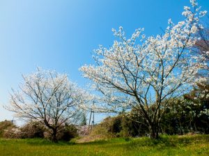 ケアハウス弘恩にある桜の木