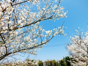 ケアハウス弘恩にある桜の木