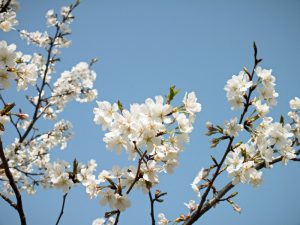 ケアハウス弘恩にある桜の木