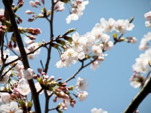 ケアハウス弘恩にある桜の木