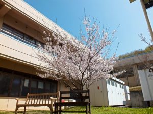 香色苑の中庭にある桜の木