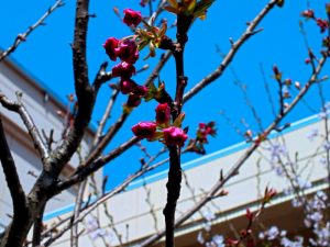 香色苑の中庭にある桜の木