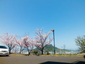 香色苑にある桜の木