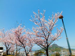 香色苑にある桜の木