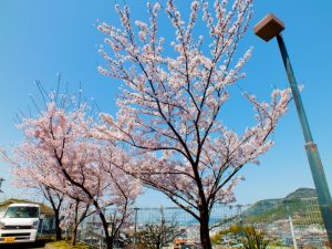 香色苑にある桜の木