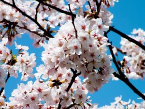 香色苑にある桜の木