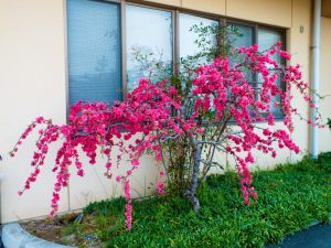 香色苑にある花桃