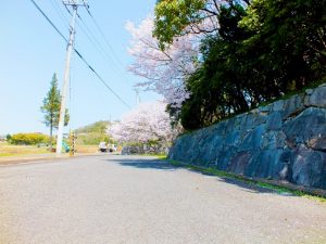 施設入口にある桜の木