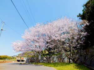 施設入口にある桜の木