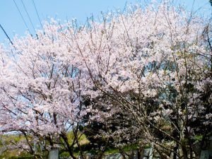 施設入口にある桜の木