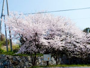施設入口にある桜の木