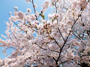 施設入口にある桜の木