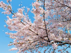 施設入口にある桜の木