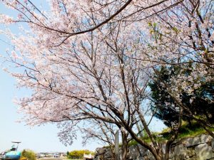 施設入口にある桜の木