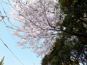 施設入口にある桜の木