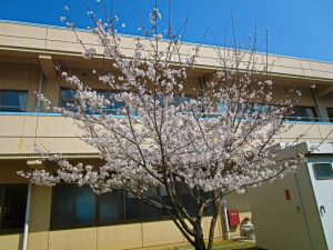 香色苑の中庭にある桜の木