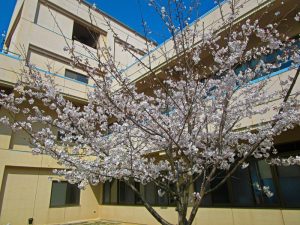 香色苑の中庭にある桜の木