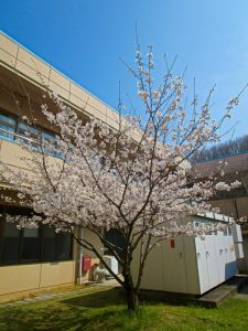 香色苑の中庭にある桜の木