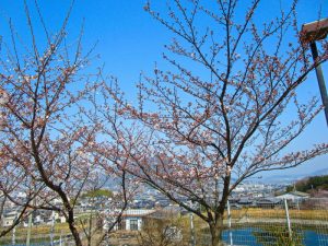 香色苑にある桜の木