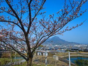 香色苑にある桜の木