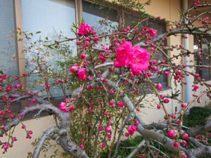 香色苑にある花桃の木