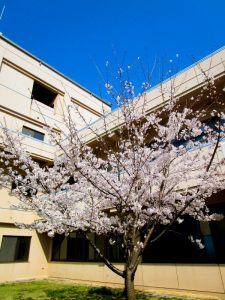 香色苑の中庭にある桜の木