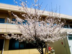 香色苑の中庭にある桜の木