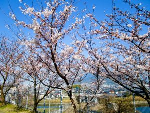 香色苑にある桜の木