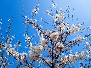 香色苑にある桜の木