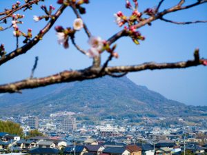 つぼみの向こうには屋島