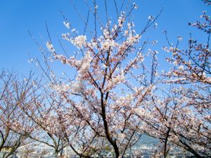 香色苑にある桜の木