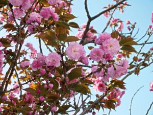 弘恩苑にある八重桜の木