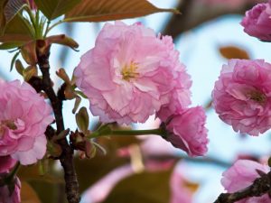 弘恩苑にある八重桜の木