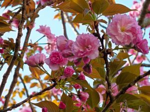 弘恩苑にある八重桜の木