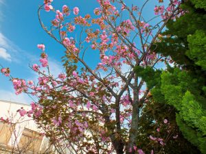 弘恩苑にある八重桜の木
